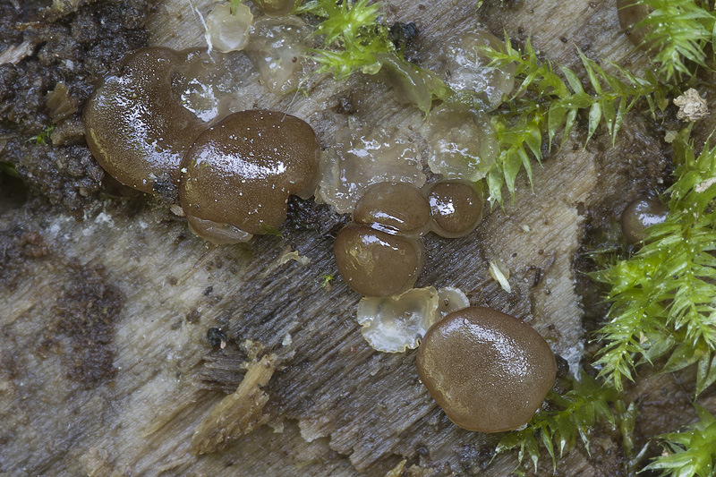 Pachyella babingtonii